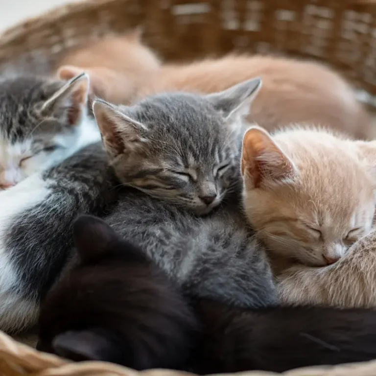 Dos gatitos durmiendo juntos en una cesta