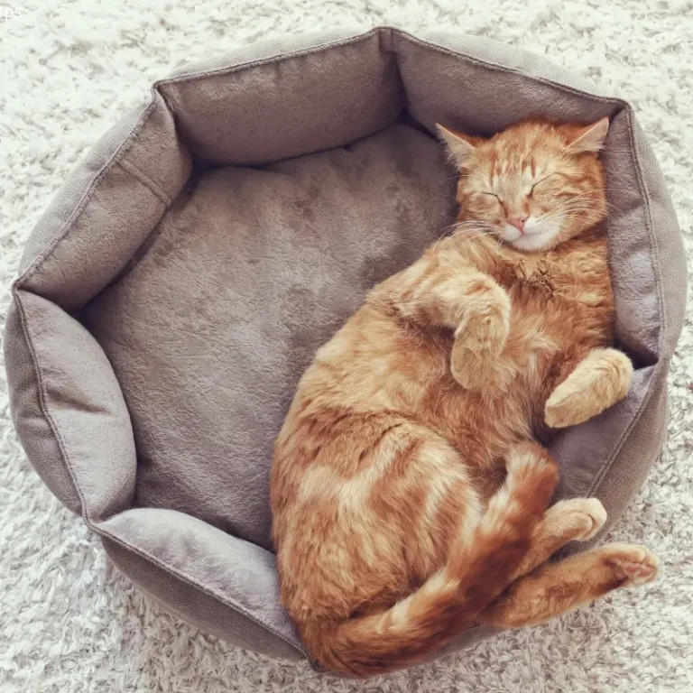 Gato durmiendo en una cama abierta y fresca